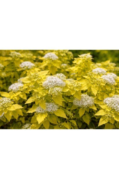 Spiraea japonica ZenSpirit White Gold квіти